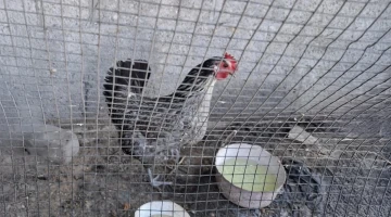 التجويع في غزة