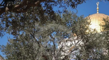 أشجار الزيتون في فلسطين