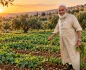 مواسم الزيتون في فلسطين