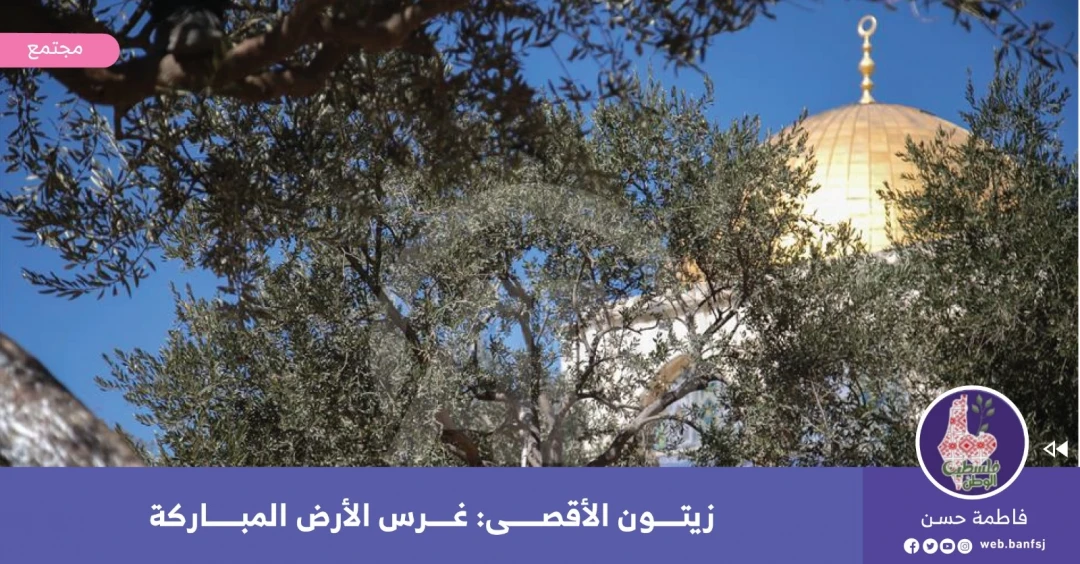 أشجار الزيتون في فلسطين