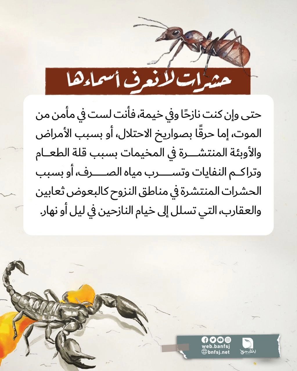الحشرات تهاجم خيام النازحين في غزة.jpg